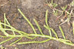 Virginia glasswort